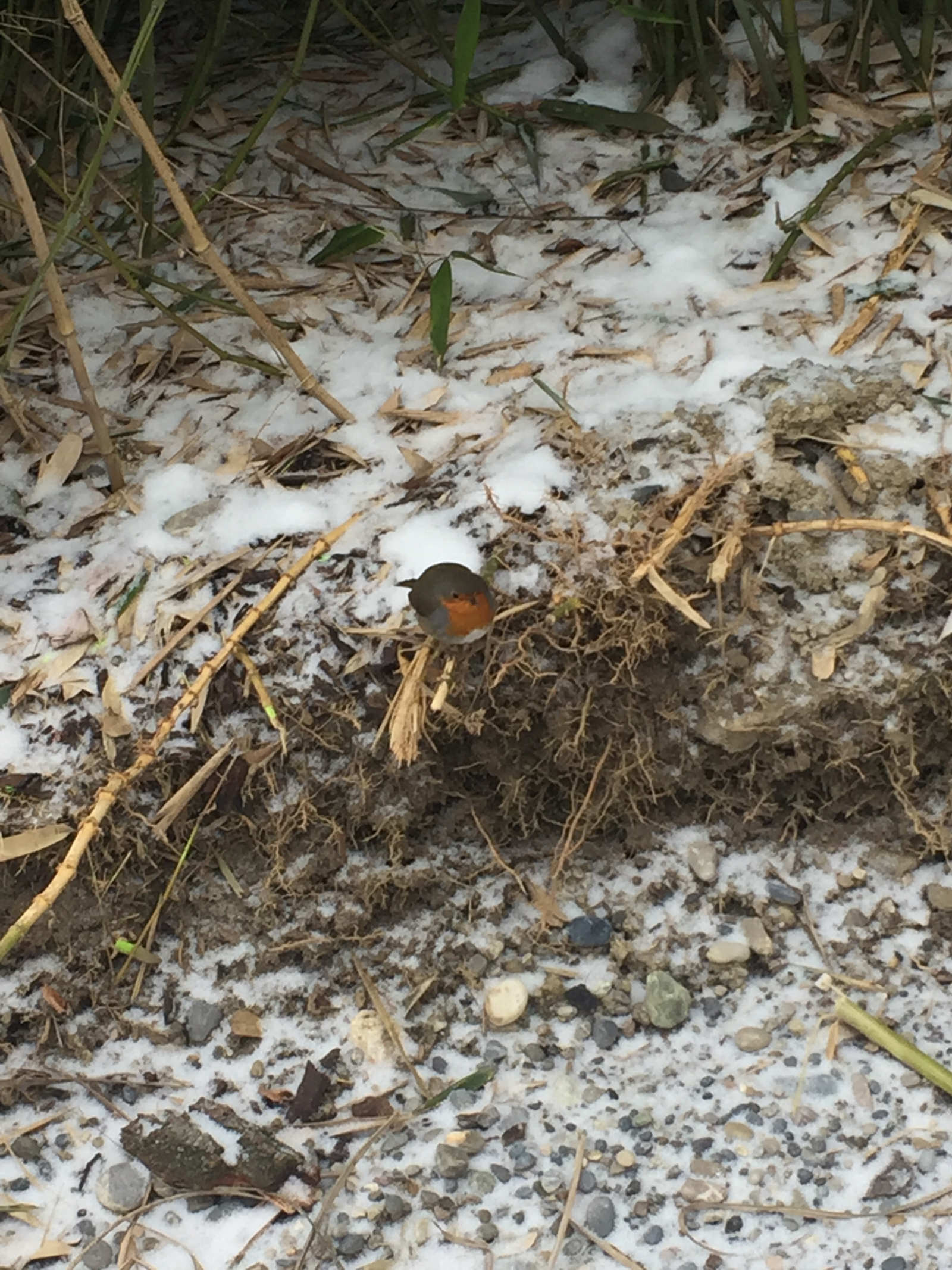 Bird in the Snow