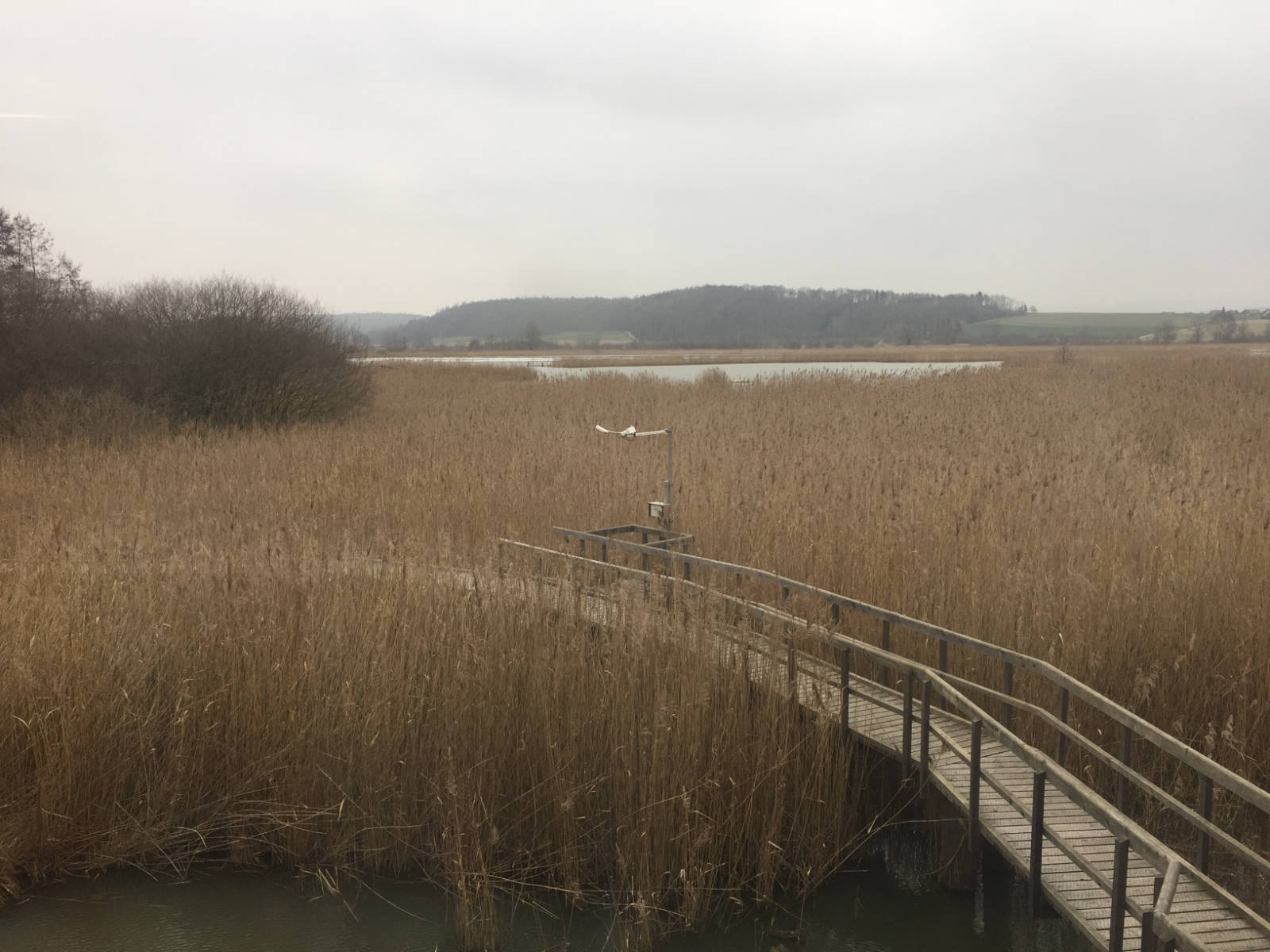 The mesh of BirdLife in Riedt bei Neerach 